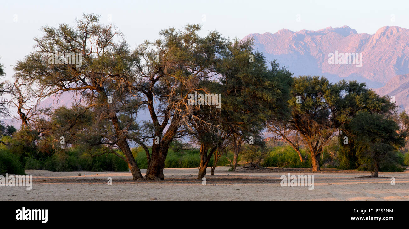 Camel Thorn trees nel fiume Ugab Foto Stock
