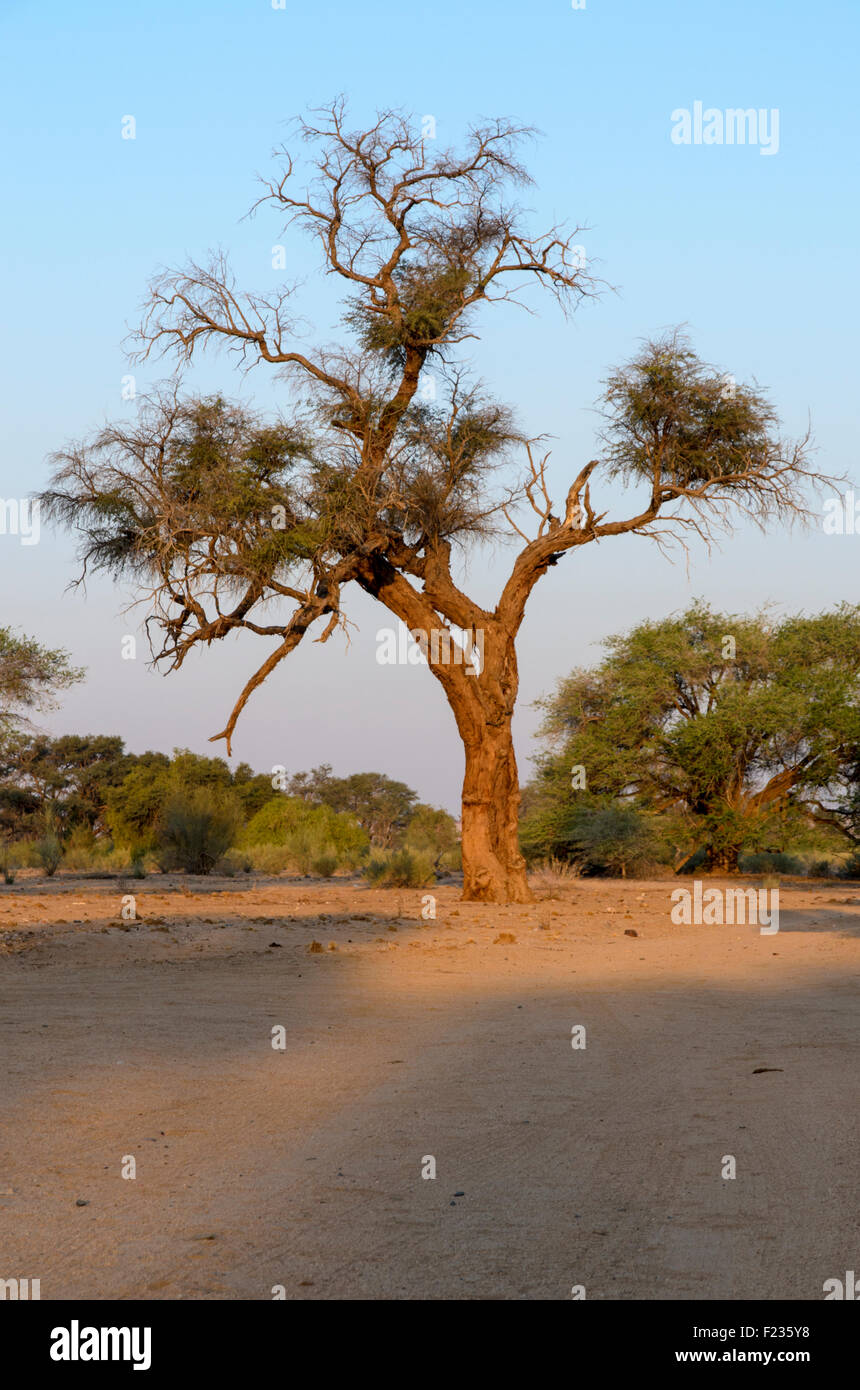 Ritratto di un cammello Thorn Tree Foto Stock