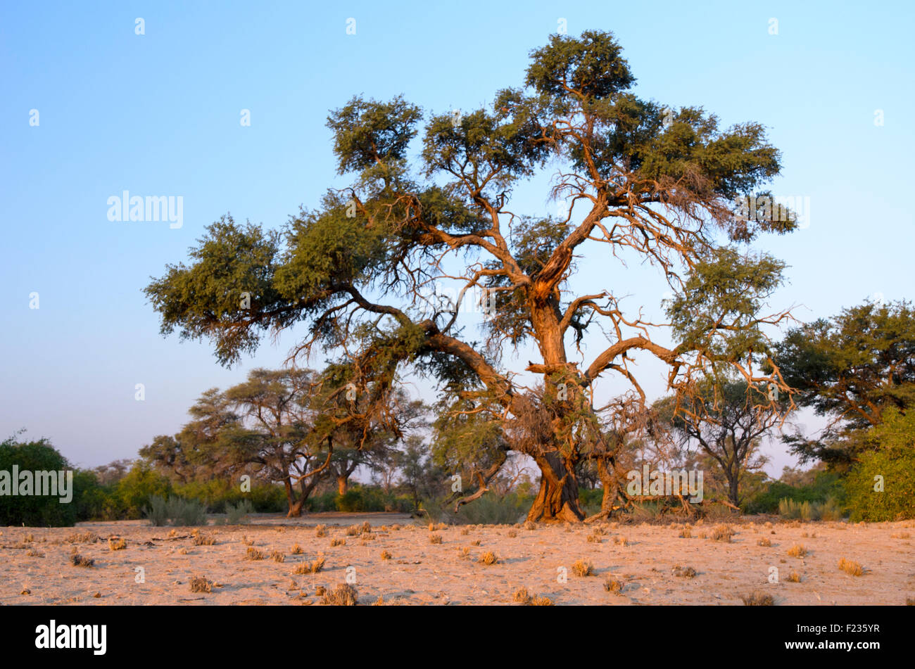 Ritratto di un cammello Thorn Tree Foto Stock