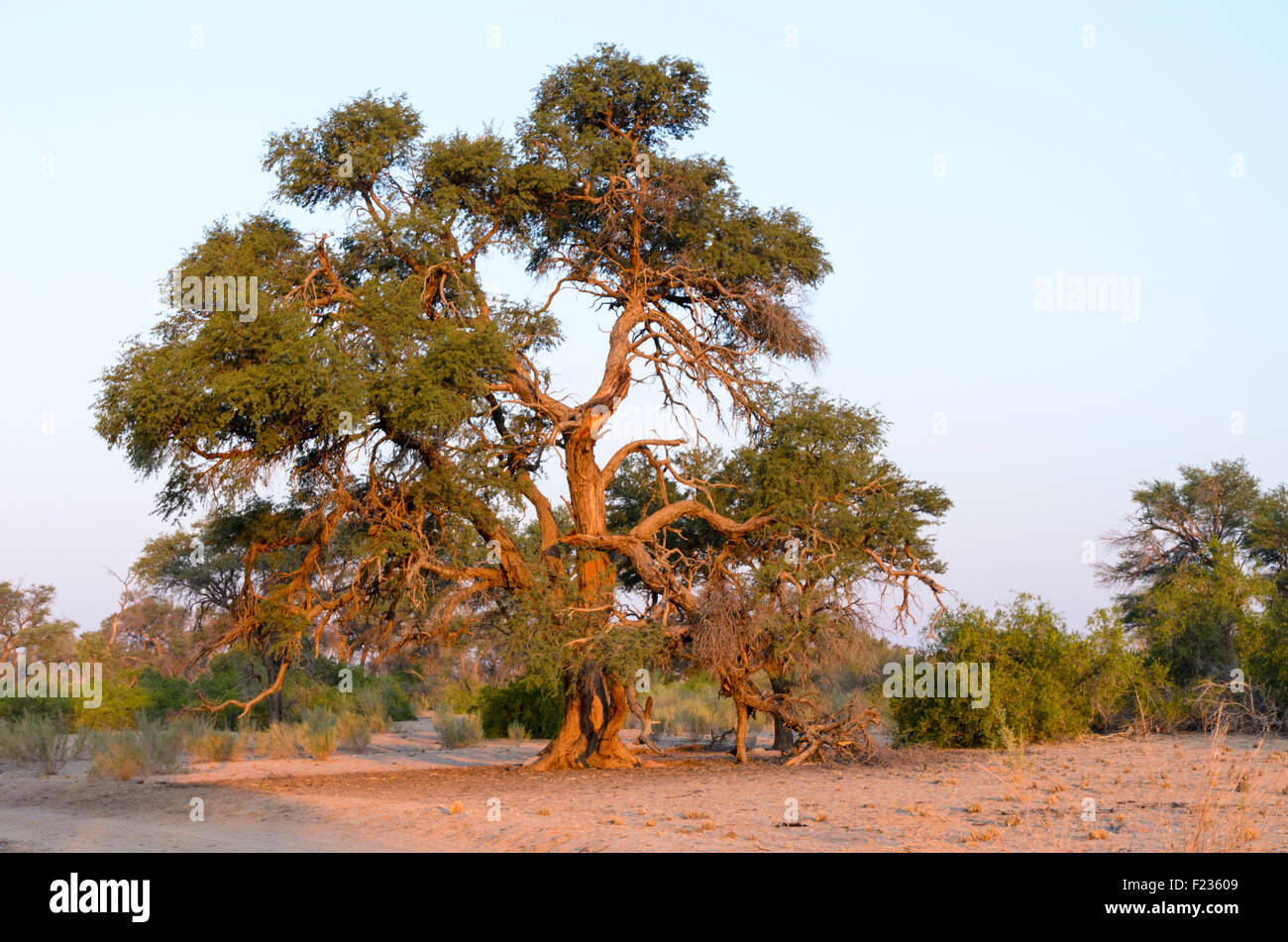 Ritratto di un cammello Thorn Tree Foto Stock
