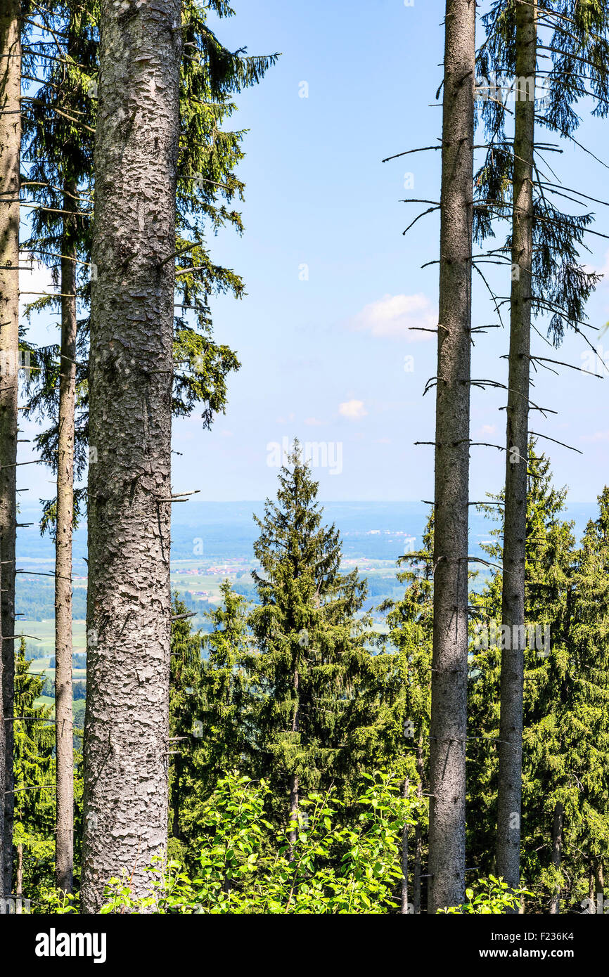 Alberi sulla montagna Blomberg nelle Alpi in Baviera, Germania Foto Stock
