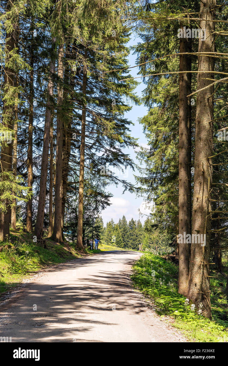 Percorso a piedi in mountain Blomberg in Baviera, Germania in estate Foto Stock