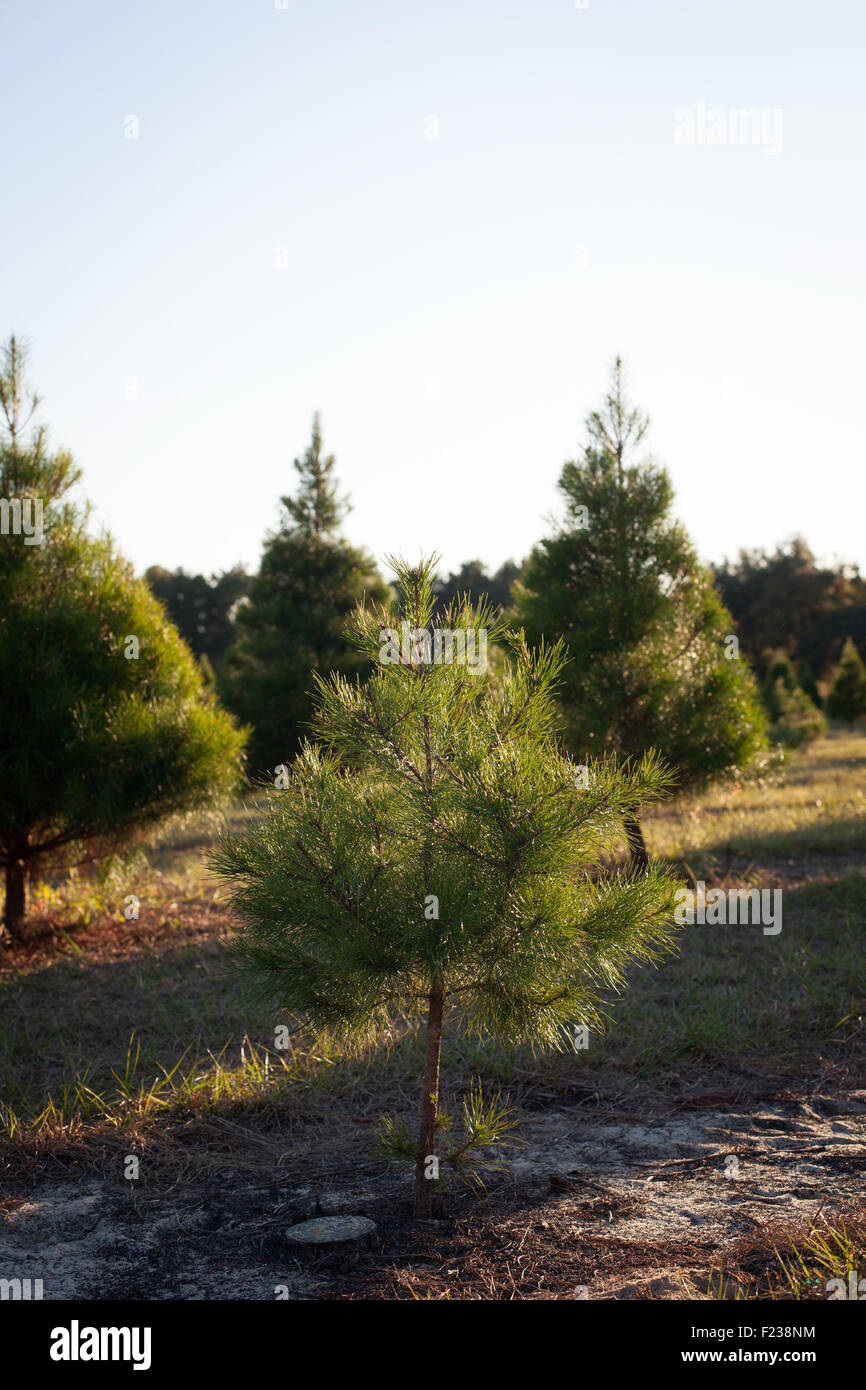 Piccolo albero di Natale in agriturismo Foto Stock