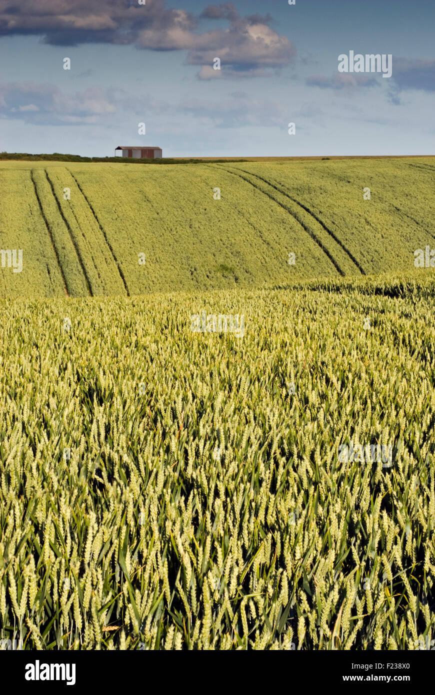 Fienile e un campo di grano vicino Wynford Eagle, Dorset, Inghilterra. Foto Stock