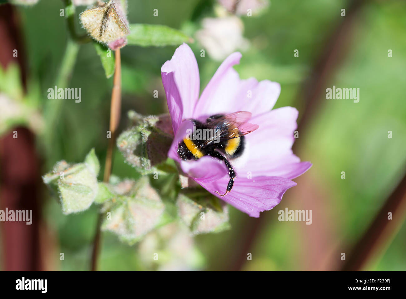 Bumblebee coperto di polline nettare di raccolta Foto Stock