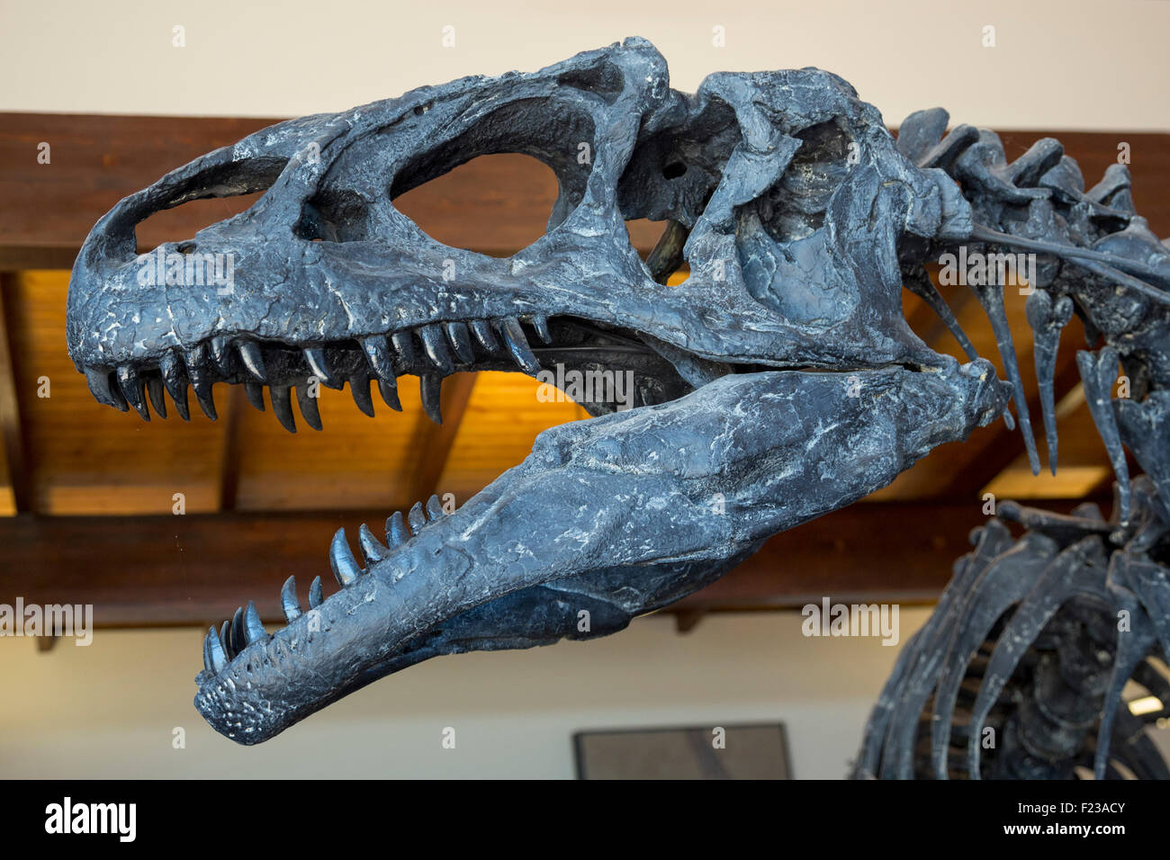 Cleveland, Utah - una replica lo scheletro di allosaurus nel centro visitatori presso il dinosauro Cleveland-Lloyd cava. Foto Stock