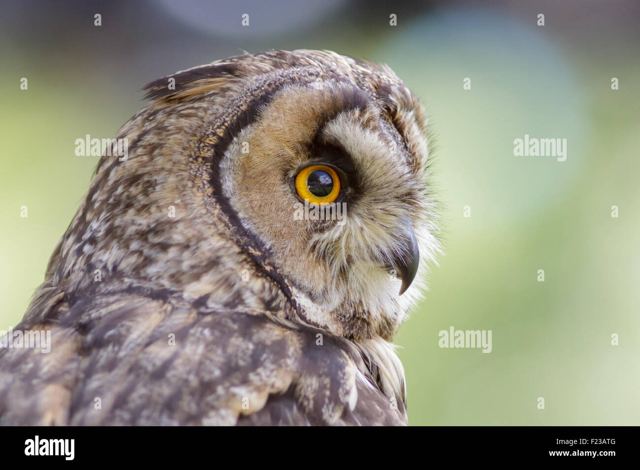 Ritratto di un gufo comune (Asio otus) guardando da sinistra a destra. Foto Stock