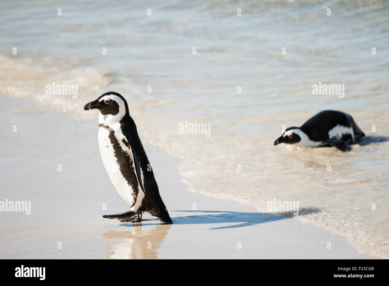 Due pinguini africani (pinguini Jackass) emergono dall'oceano, Boulders Beach National Park, Simonstown, Sud Africa Foto Stock