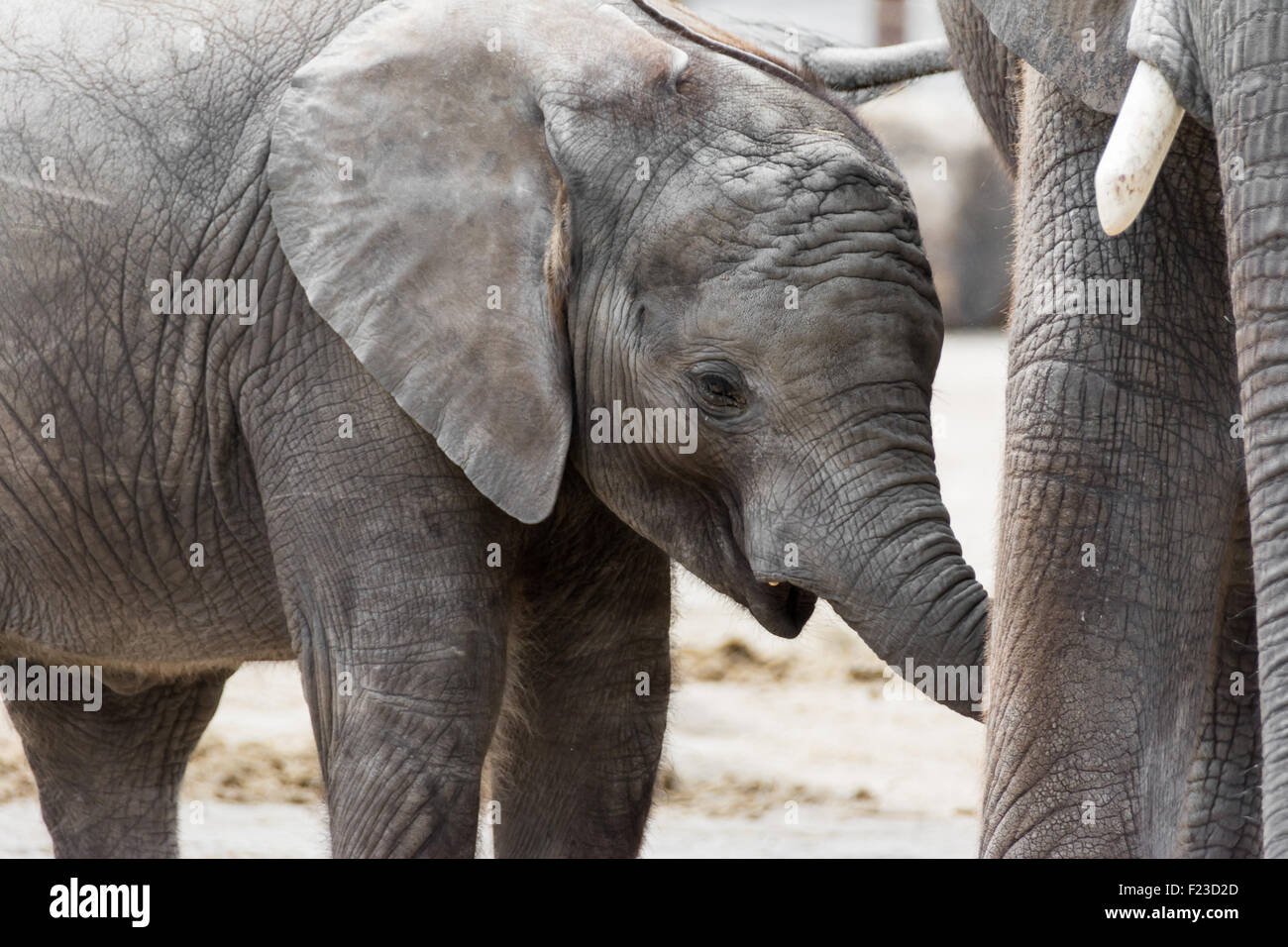 Giovane vitello di elefante bere alla madre Foto Stock