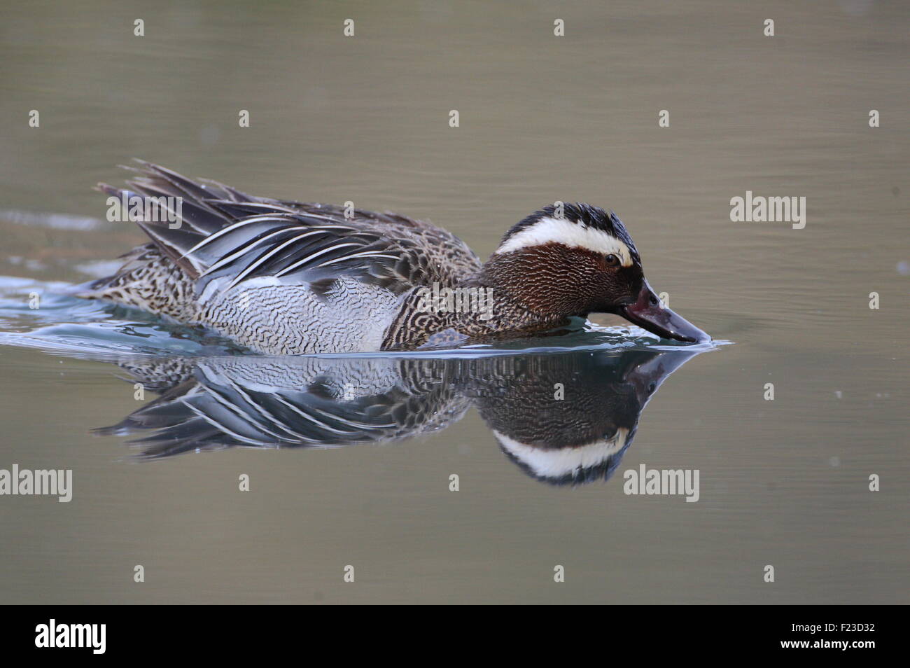 Marzaiola Drake. Foto Stock