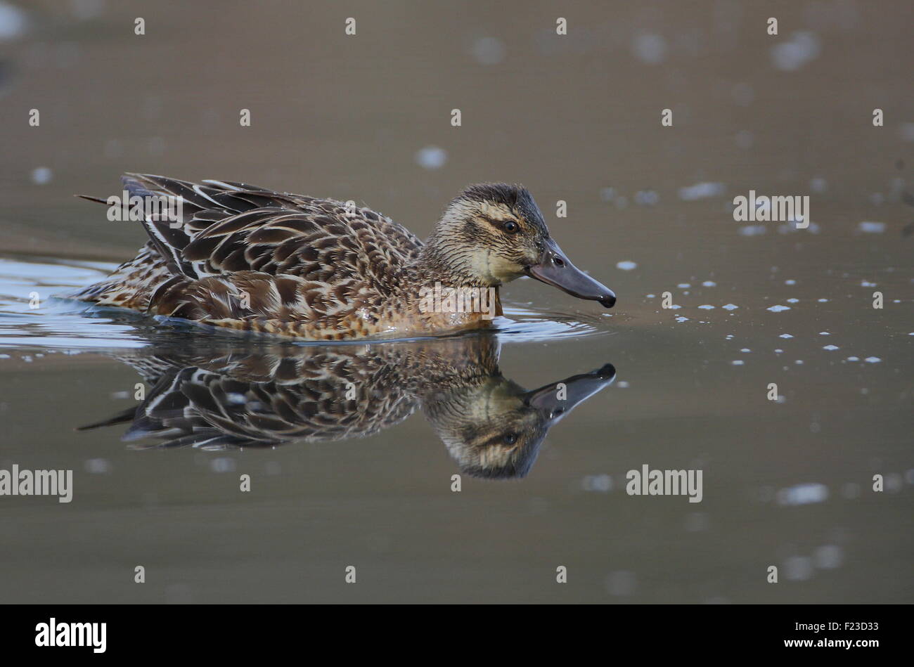 Femmina di marzaiola. Foto Stock