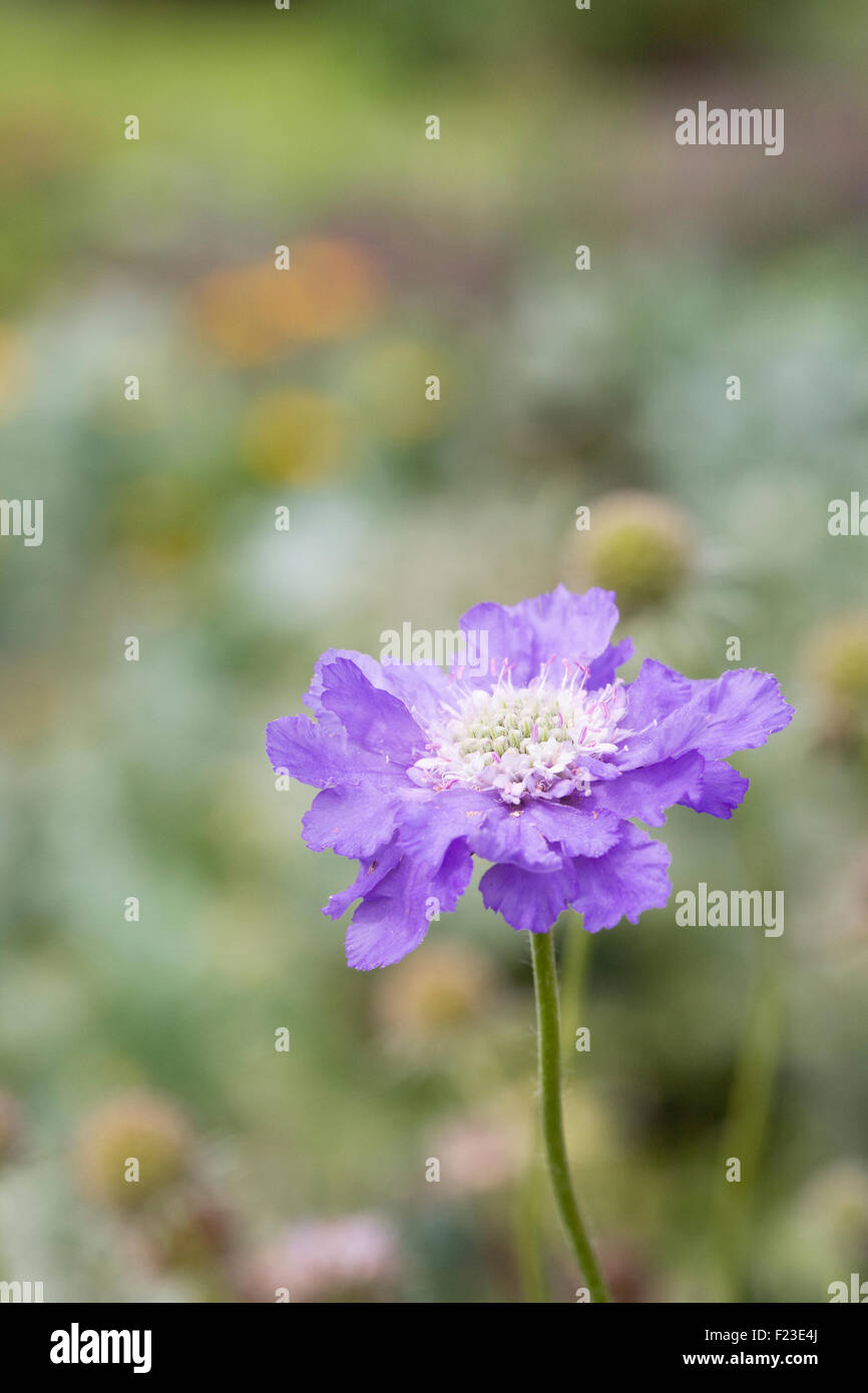 La Scabiosa caucasica "Clive ciccioli' nel giardino. Foto Stock
