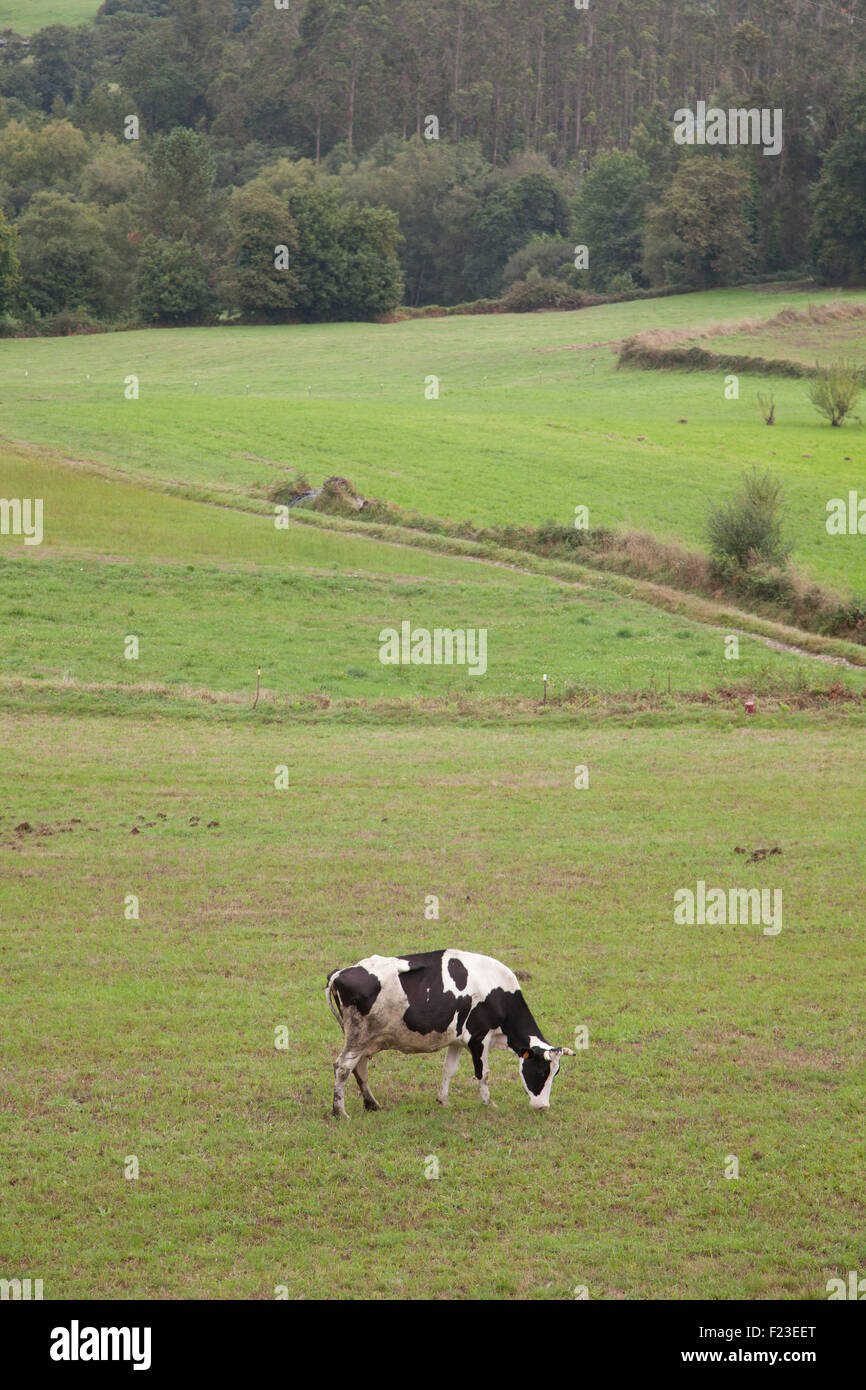 vacche da latte che pascolano nel campo Foto Stock