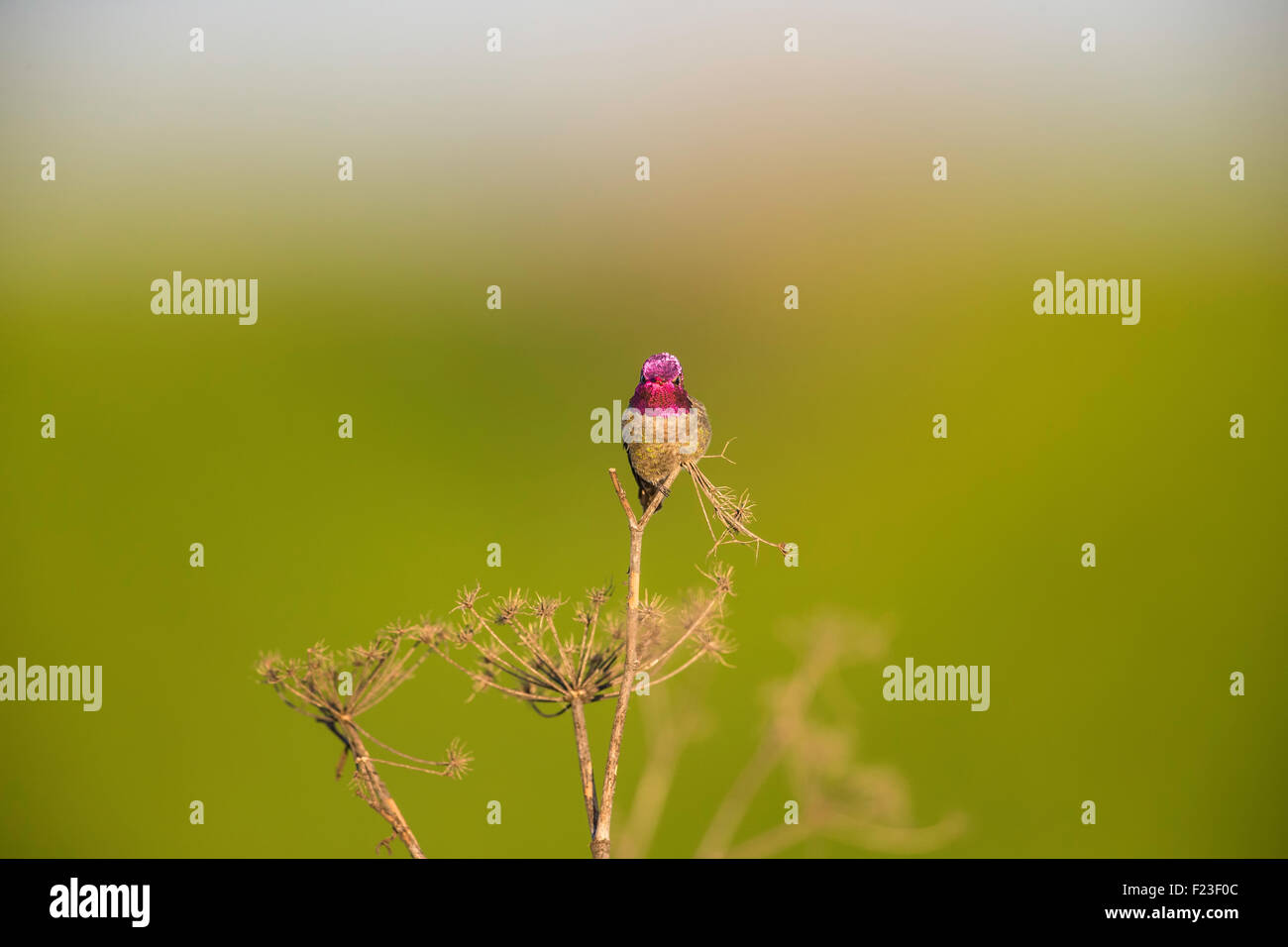 Anna's colibrì (Calypte anna) visualizzando il suo iridato rose rosa piume della gola mentre appollaiato Foto Stock