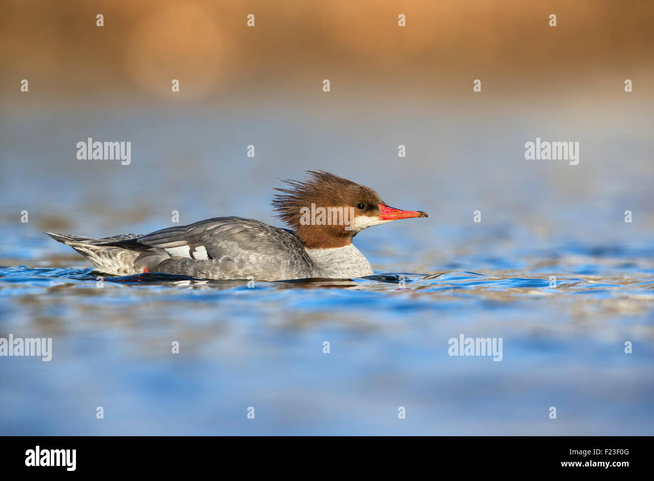 Femmina adulta Common Merganser nuoto / veduta laterale Foto Stock
