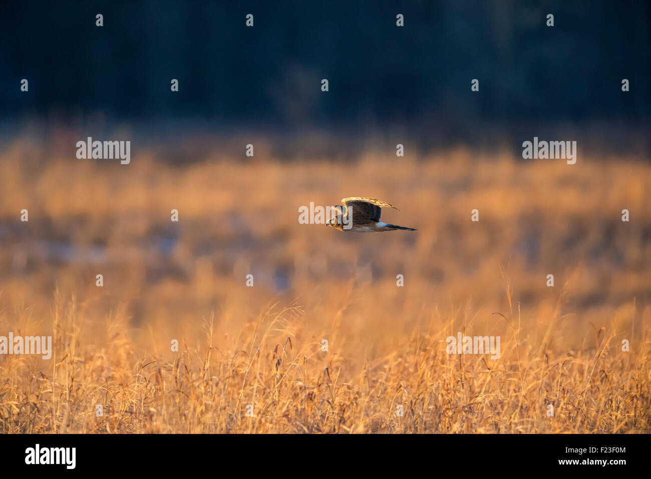 Femmina di Northern Harrier battenti / caccia basso sopra la palude in una luce dorata con una foresta in background Foto Stock