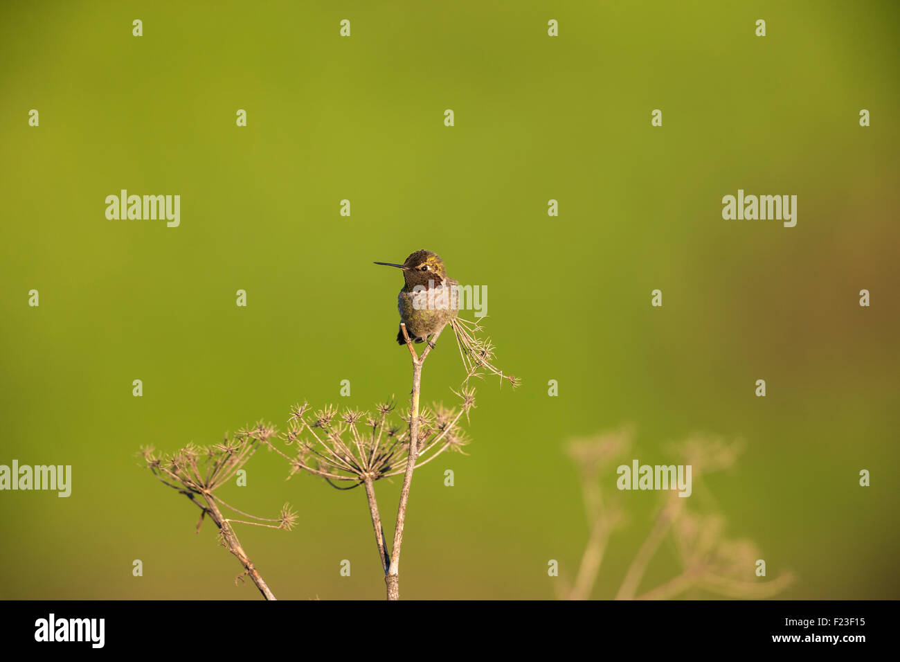 Vista di profilo di un Anna's colibrì (Calypte anna) Foto Stock