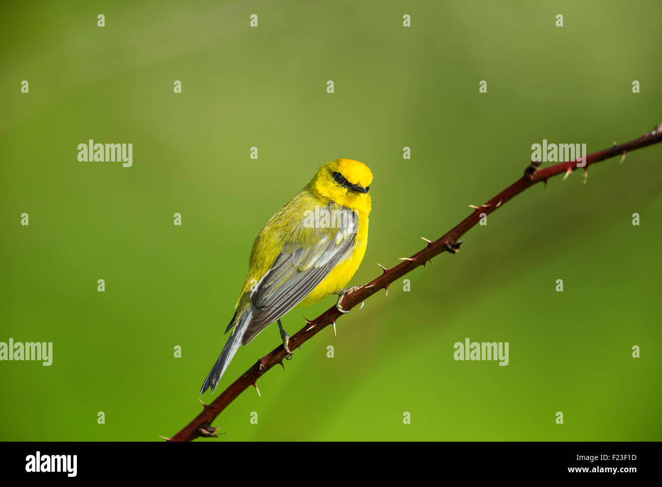 Appollaiato adulto Blu-winged trillo che mostra la sua ala laterale piume su uno sfondo verde Foto Stock