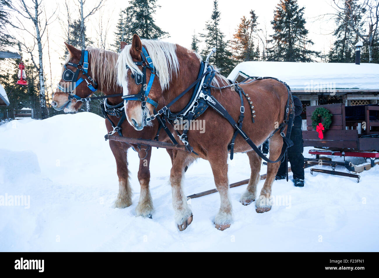 Due progetto belga cavalli imbrigliato a una slitta su una giornata invernale, Gunflint Trail, Grand Marais, MN, Stati Uniti d'America Foto Stock