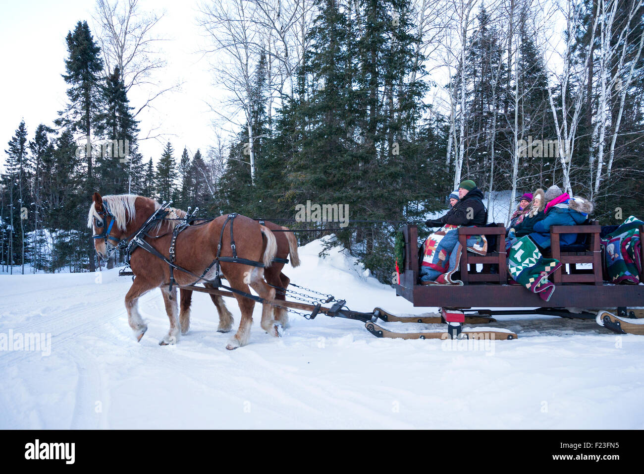Persone preinstallato in una slitta trainata da due progetto belga cavalli su una sera d'inverno sulla Gunflint Trail, Grand Marais, MN Foto Stock