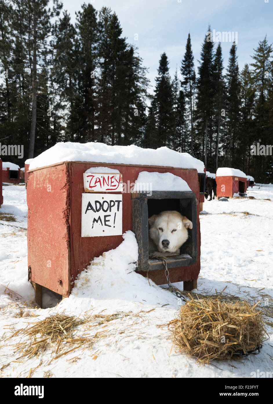 Un Alaskan picchi di husky fuori della sua cuccia in inverno in attesa di andare lo sleddog, Ely, Minnesota, Stati Uniti d'America Foto Stock