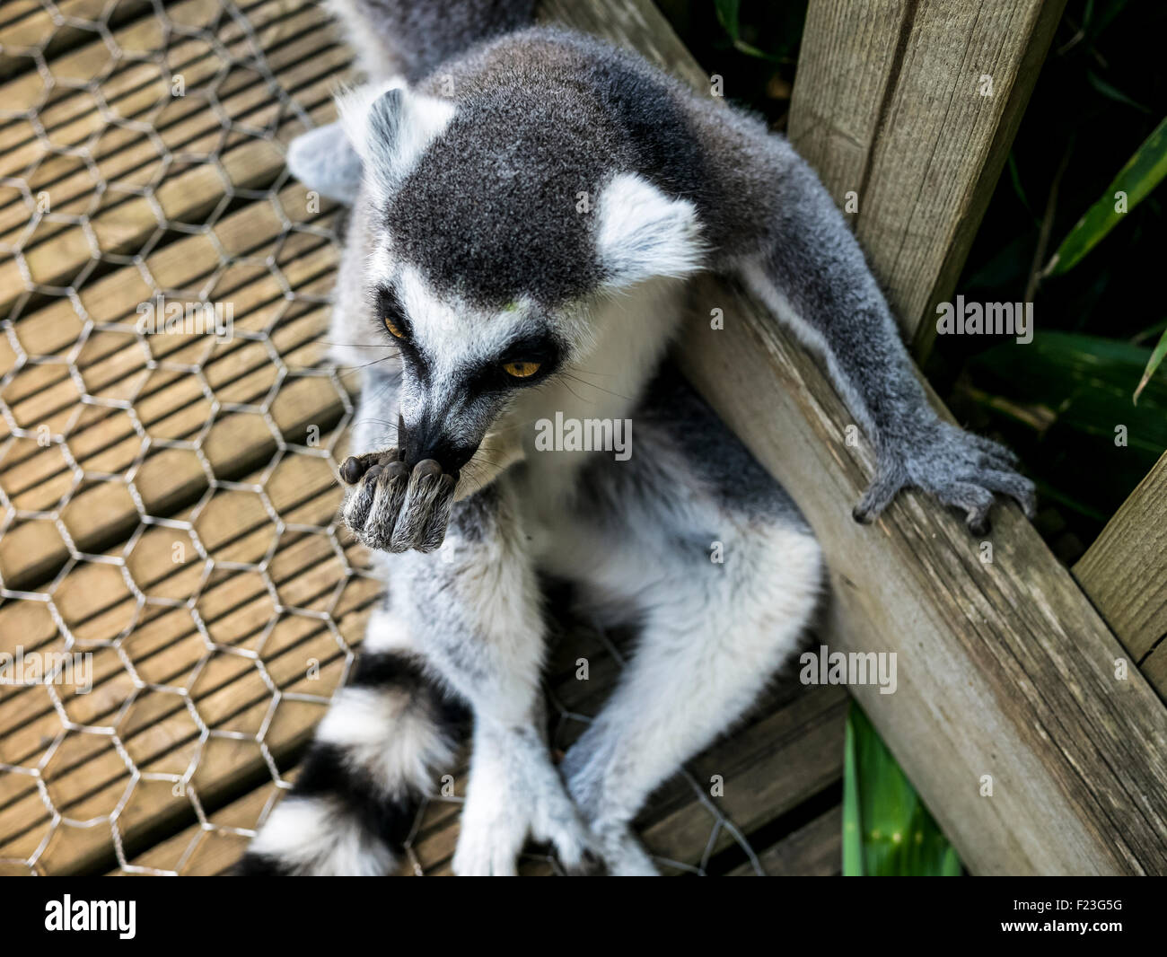 Anello-tailed Lemur at Woburn Safari Park Foto Stock