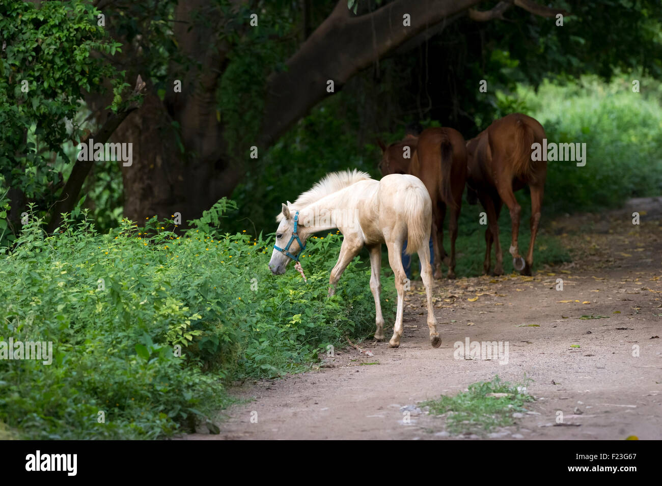 Pony è bianco pony pascolano in un pittoresco paese verde impostazione. Foto Stock