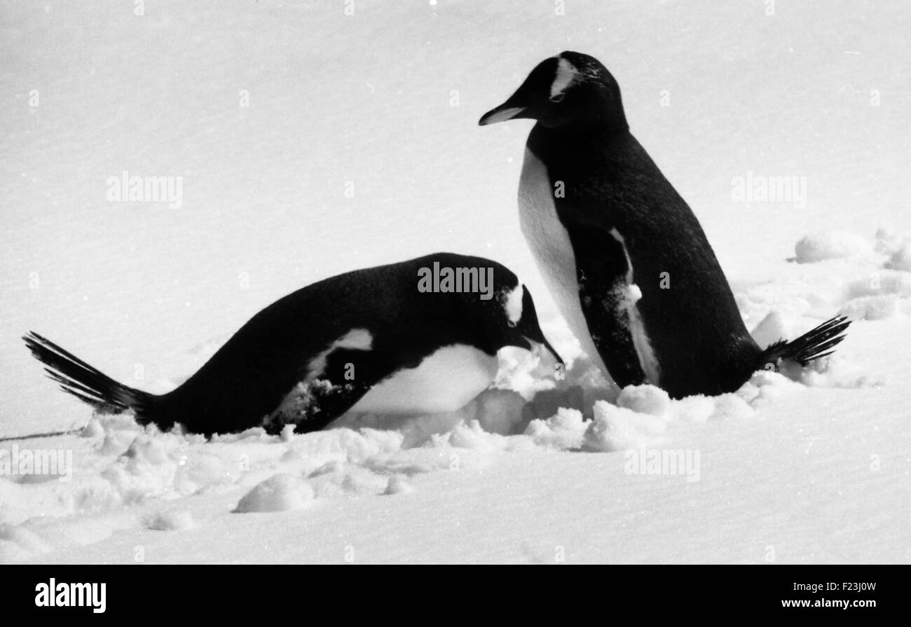 I pinguini Gentoo nella Penisola Antartica, Antartide Foto Stock