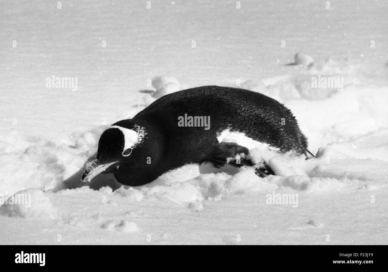 I pinguini Gentoo nella Penisola Antartica, Antartide Foto Stock