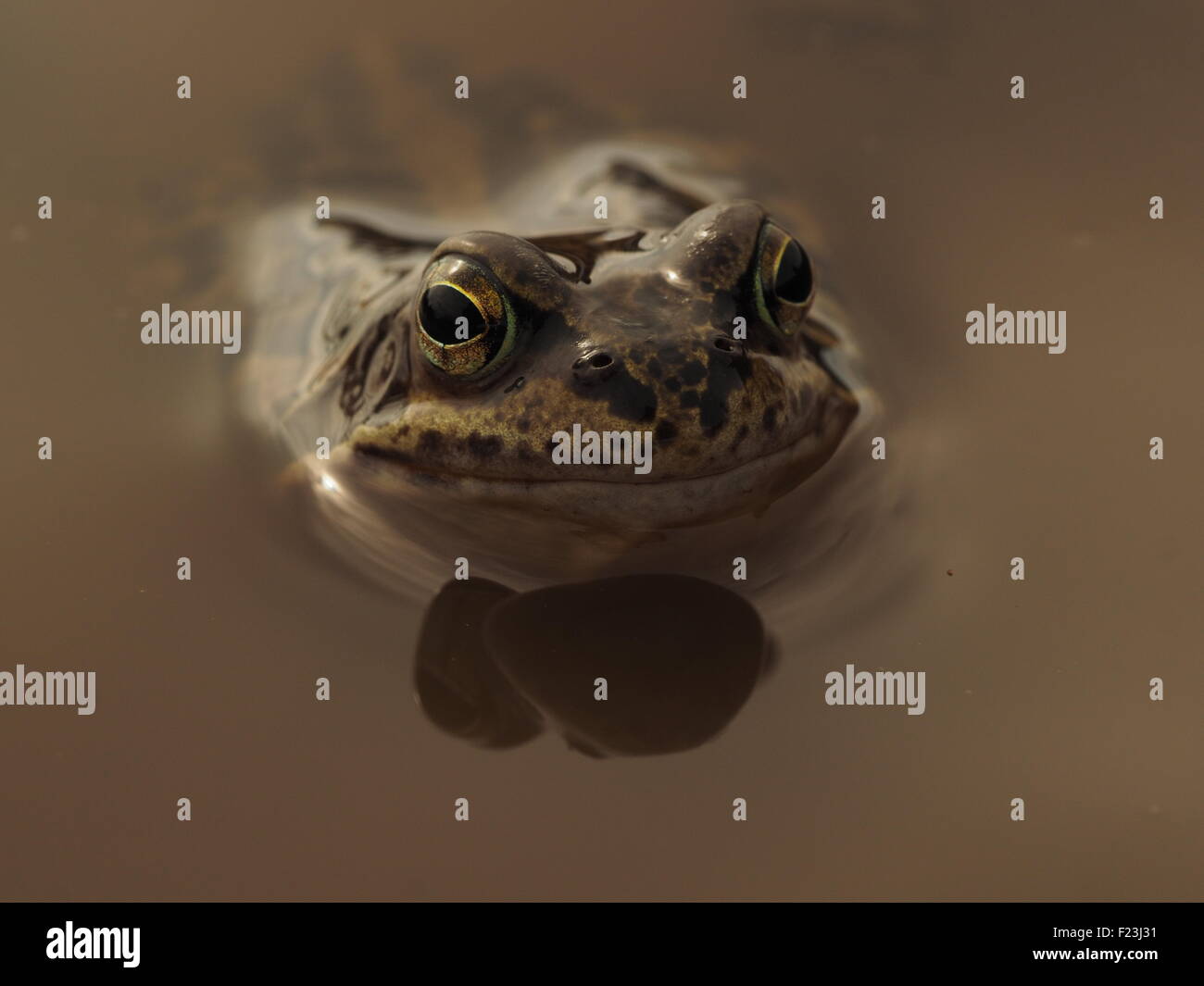 Rana comune (Rana temporaria) in appoggio tra croaks nel pool di allevamento Foto Stock