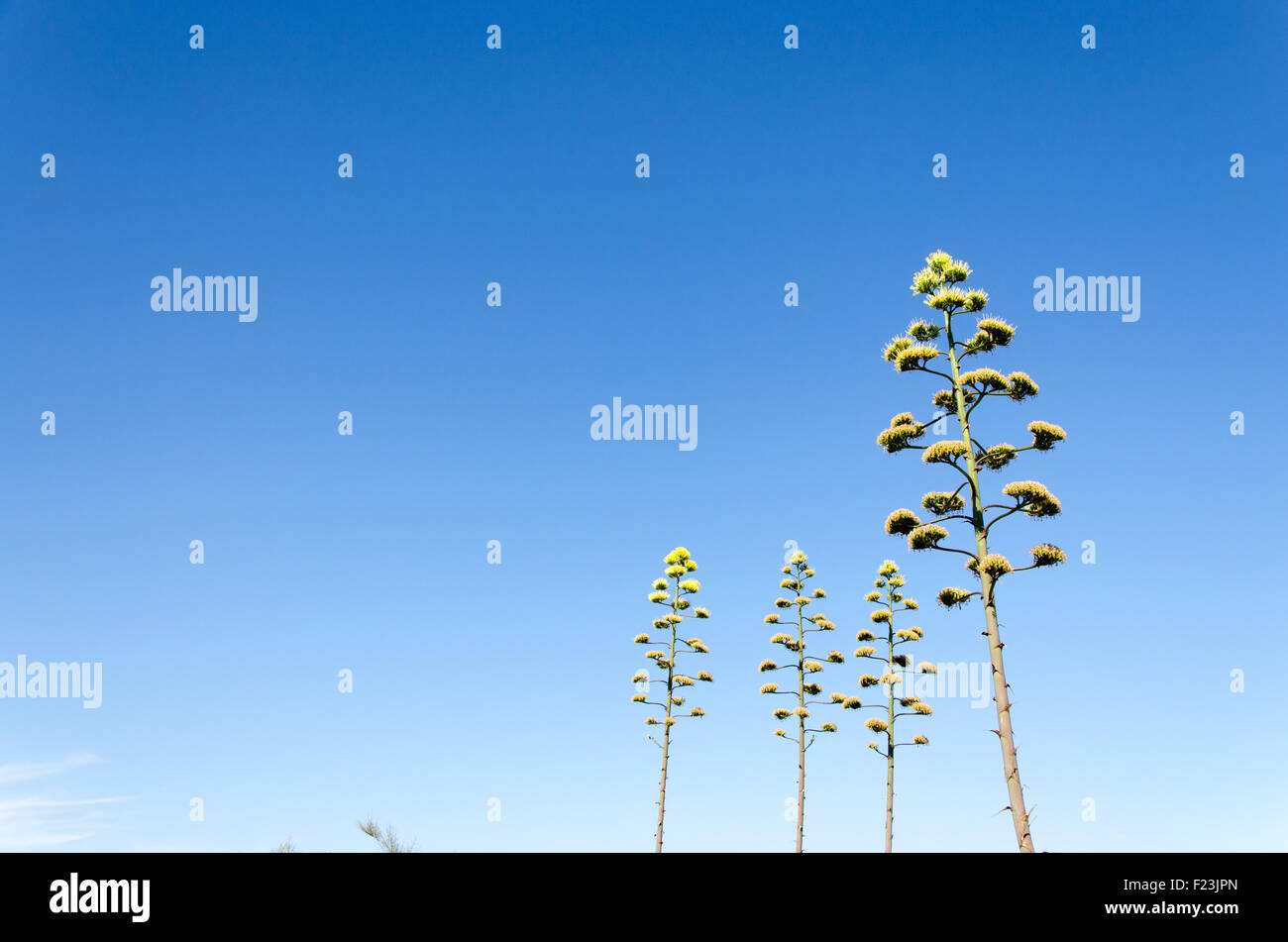 Agave quattro alberi su un cielo blu sullo sfondo Foto Stock
