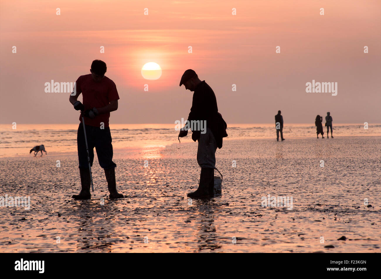 I pescatori di scavare per esche worms. Brighton e Hove beach a bassa marea. East Sussex, Inghilterra Foto Stock