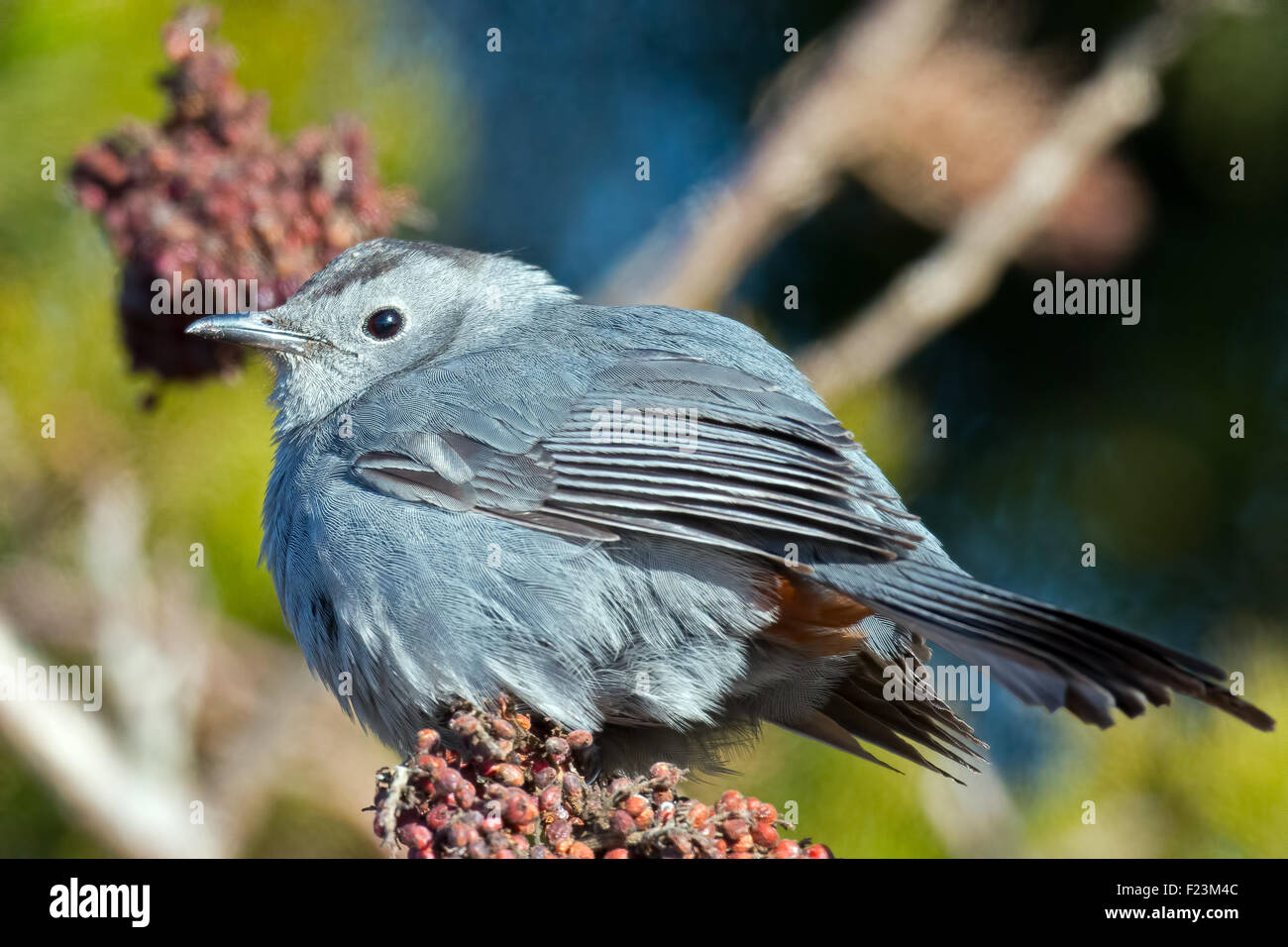 Catbird grigio Foto Stock