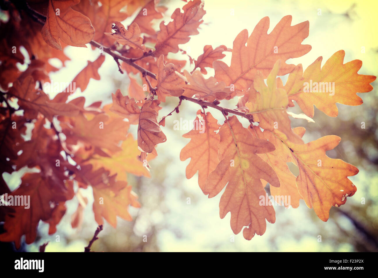 Caduta stagione autunno quercia chioma succursale nel caldo sole di sfondo luminoso con filtro vintage. Foto Stock