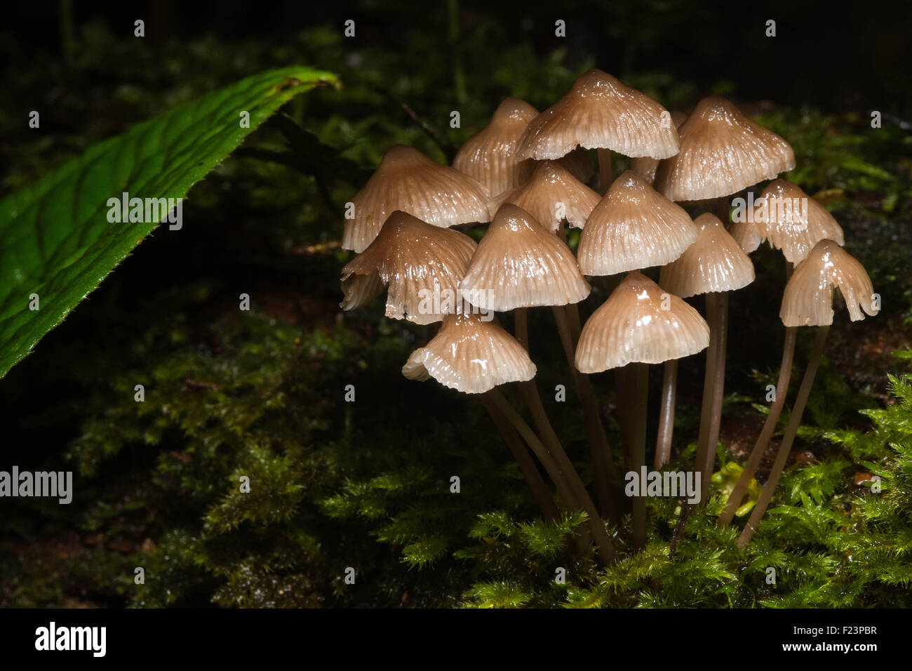 Un cluster di funghi da giungla nel sud-est asiatico. Foto Stock