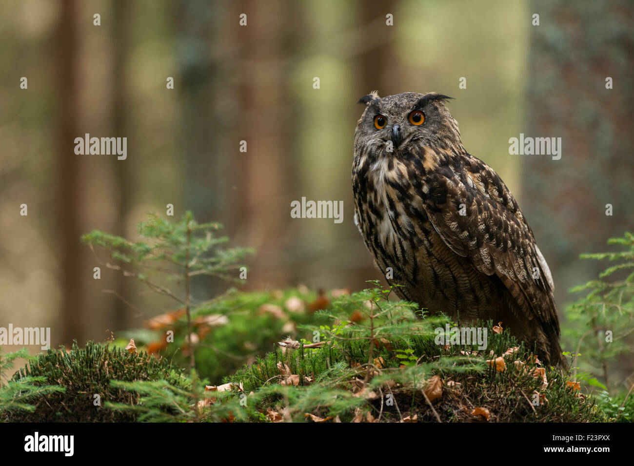 Maestoso Gufo dell'Aquila del Nord adulto / Europäischer Uhu ( bubo bubo ) seduto sul terreno di una foresta naturale, Europa. Foto Stock