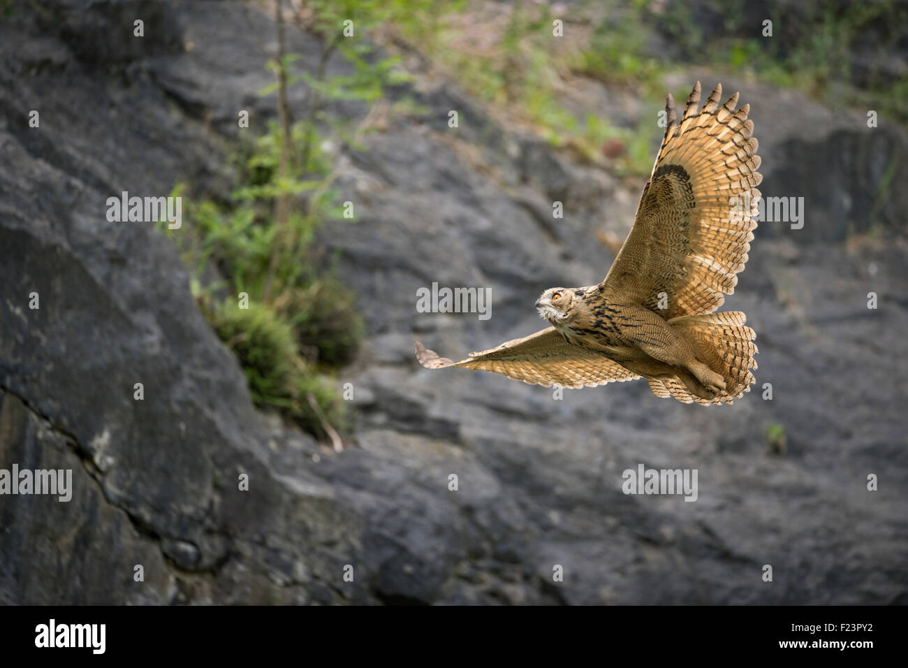 Wild maestoso Nord del Gufo Reale / Europaeischer Uhu ( Bubo bubo ) vola attraverso una vecchia cava, la fauna selvatica. Foto Stock