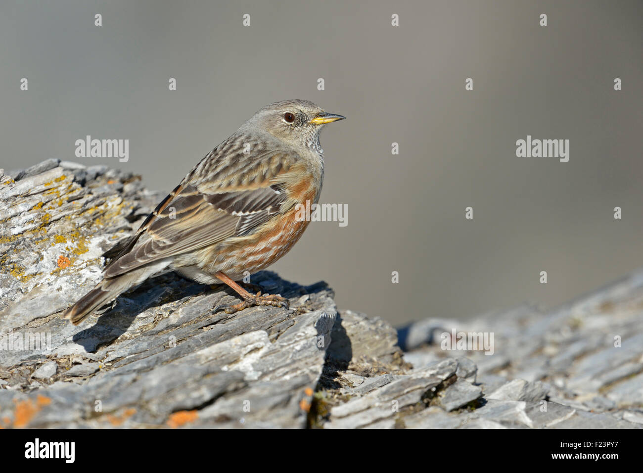 Alpino accentor / Alpenbraunelle ( Prunella collaris ) si trova su un terreno di alta montagna su pietre rocciose, alpi svizzere, fauna selvatica, Europa. Foto Stock