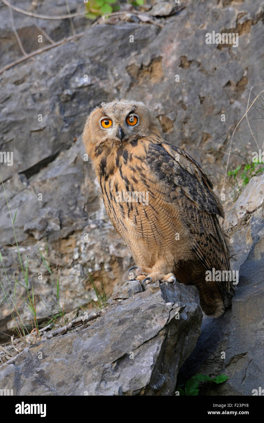 Nord del Gufo Reale / Europaeischer Uhu ( Bubo bubo ) guarda bene nella fotocamera, fauna selvatica, vecchia cava. Foto Stock