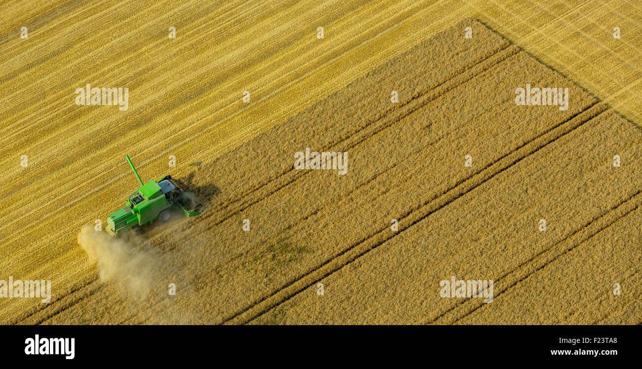 Mietitrebbia con polvere produca su un campo di mais, Sauerland, Nord Reno-Westfalia, Germania Foto Stock