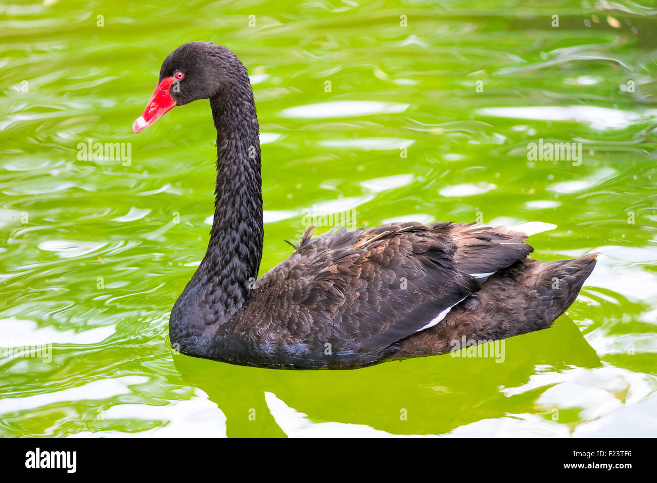 Bella Black Swan nuotare nello stagno da soli Foto Stock