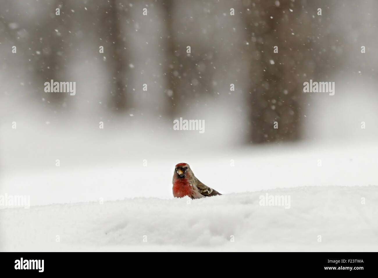 Inverno Redpoll nel campo nevoso vicino al bosco Foto Stock