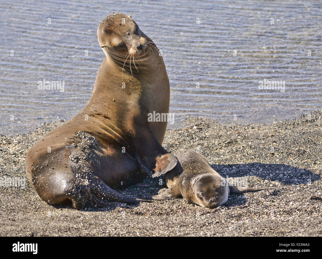 La guarnizione di tenuta (Phoca vitulina) con baby, Galapagos, Ecuador Foto Stock