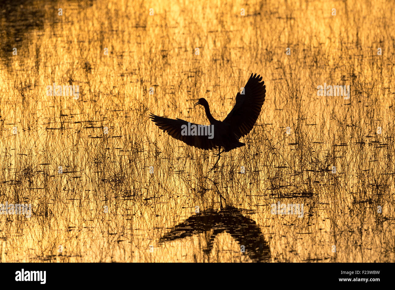 Reddish Garzetta (Egretta rufescens) al tramonto, Everglades National Park, Florida, Stati Uniti d'America Foto Stock