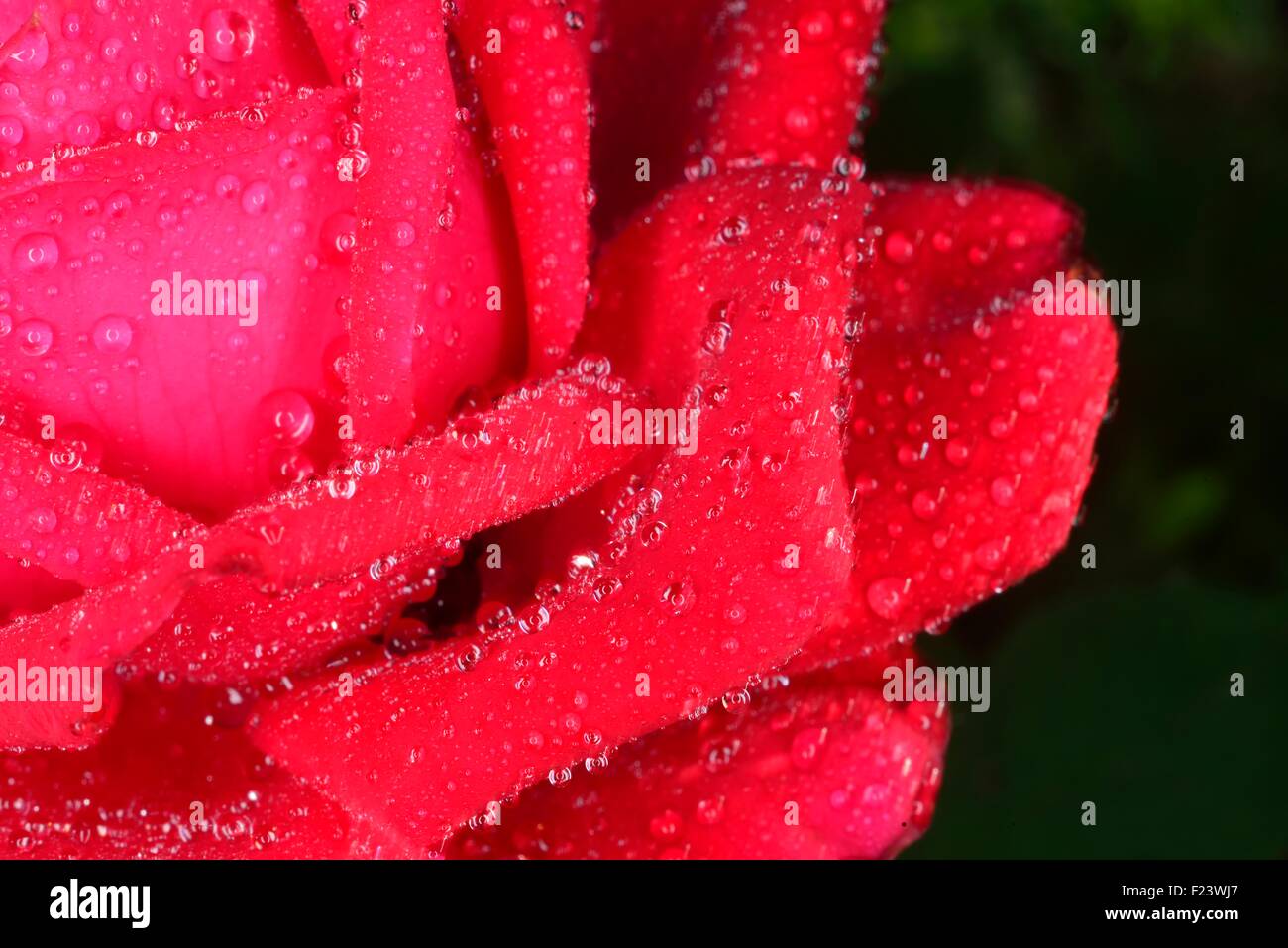 Macro rosso zoomed petali di rosa con grandi gocce d'acqua Foto Stock