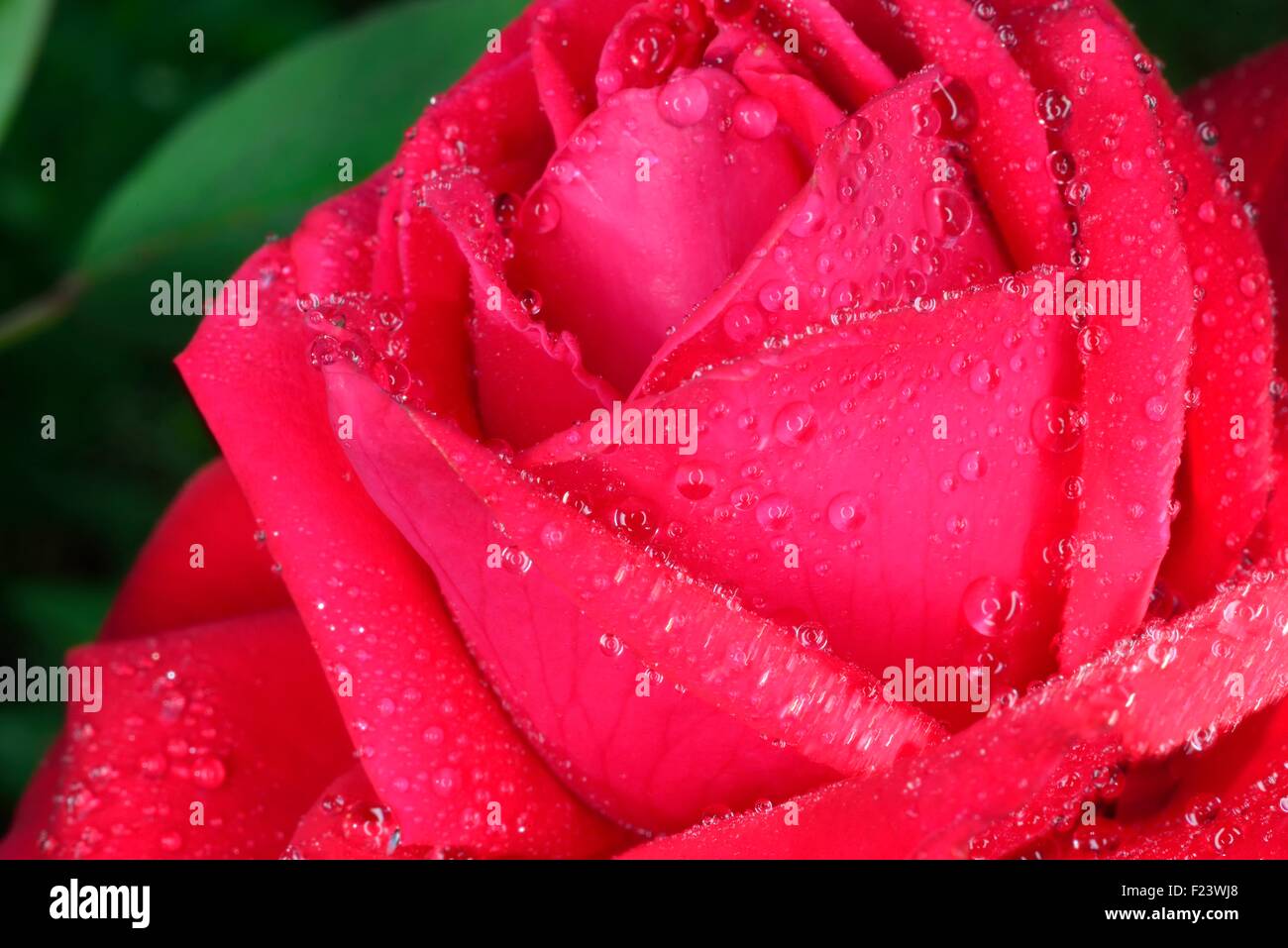 Macro rosso zoomed petali di rosa con grandi gocce d'acqua Foto Stock