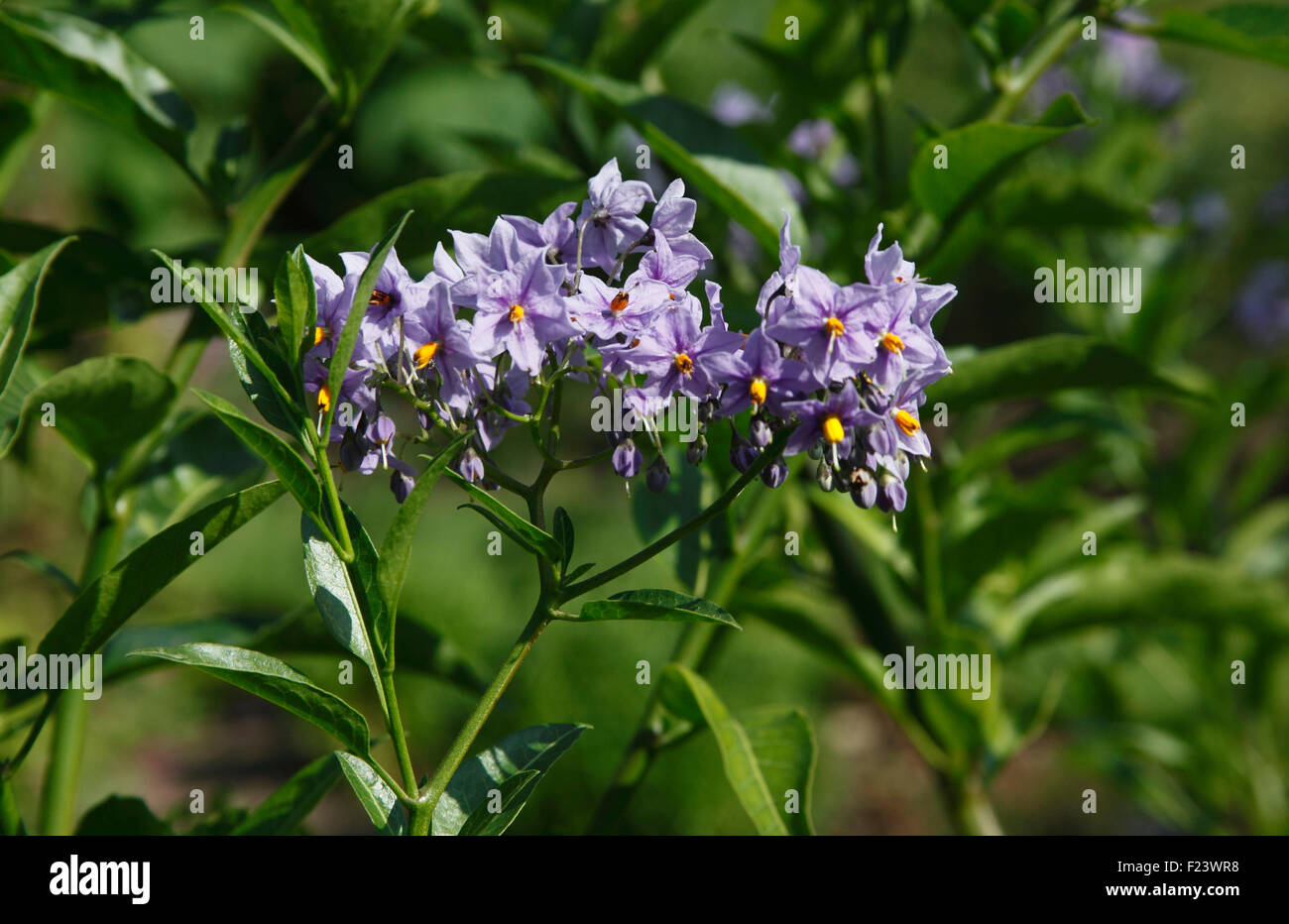 Solanum crispum 'Glasnevin' vicino di fiori Foto Stock
