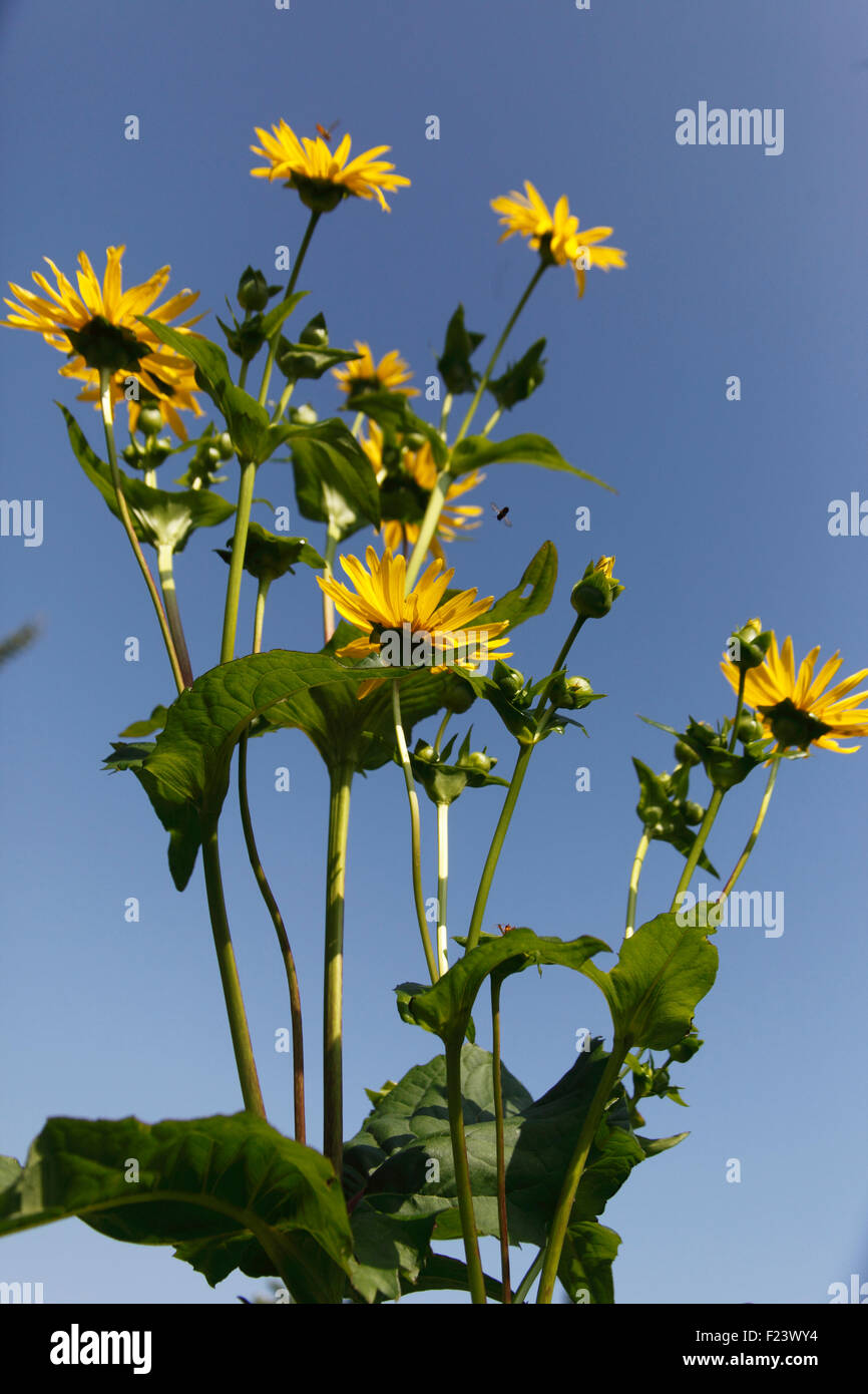 Silphium perfoliatum piante in fiore Foto Stock