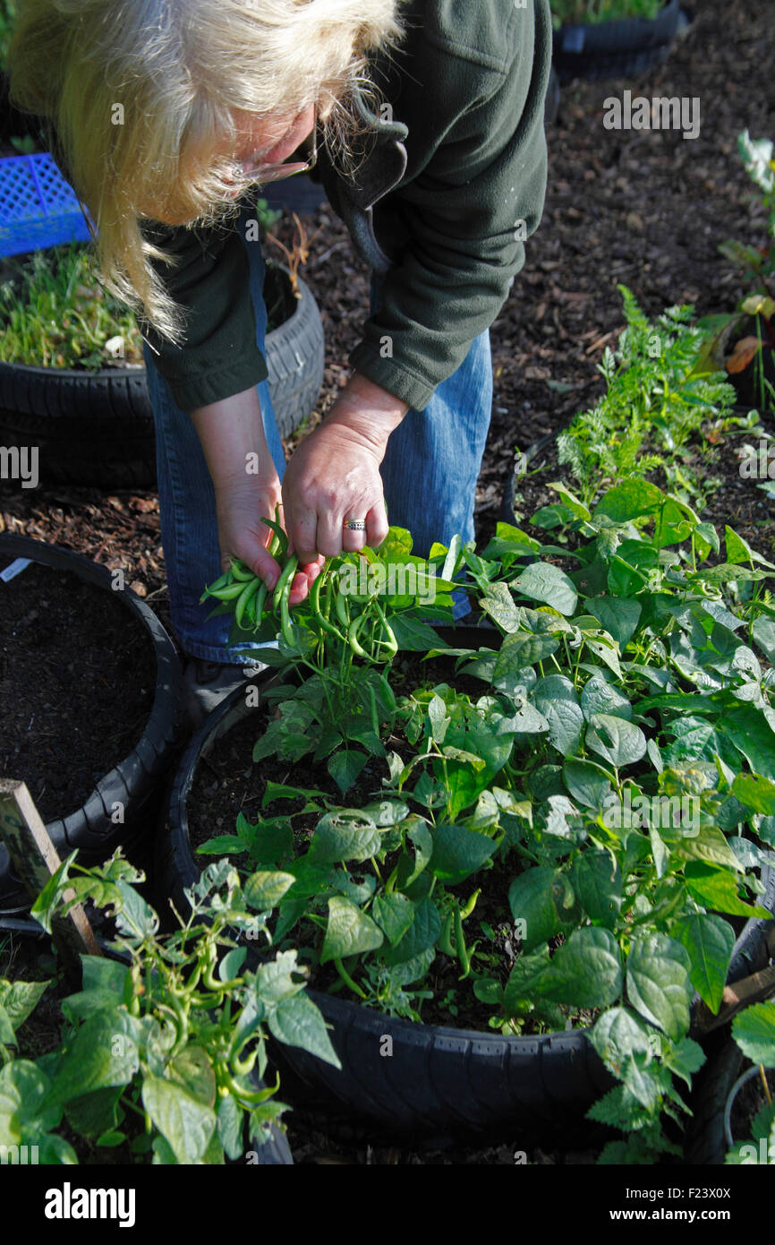 La raccolta di fagioli francesi 'Saxa' che cresce in un giardino di pneumatici Foto Stock