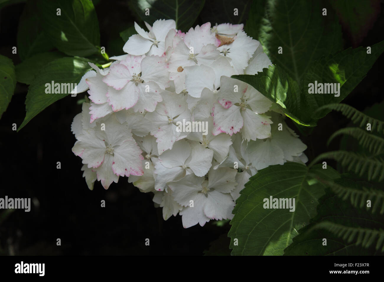 Hydrangea macrophylla 'amore Ti bacio' close up di fiore Foto Stock